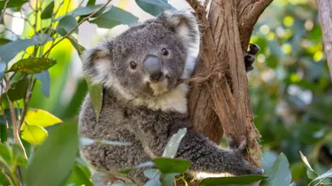 Koala Joey At WLID LIFE Sydney Zoo