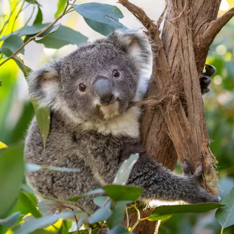 Koala Joey At WLID LIFE Sydney Zoo