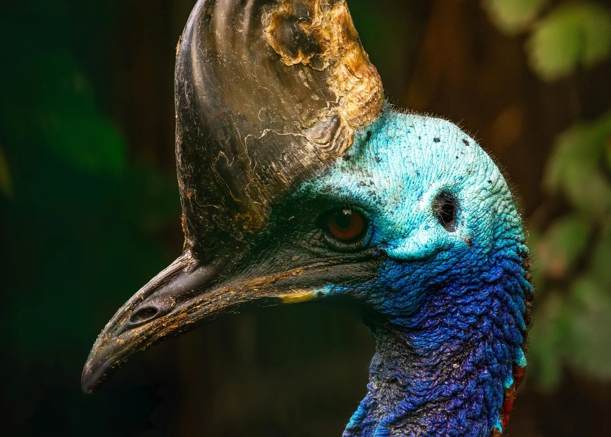 Southern Cassowary At WILD LIFE Sydney Zoo 01
