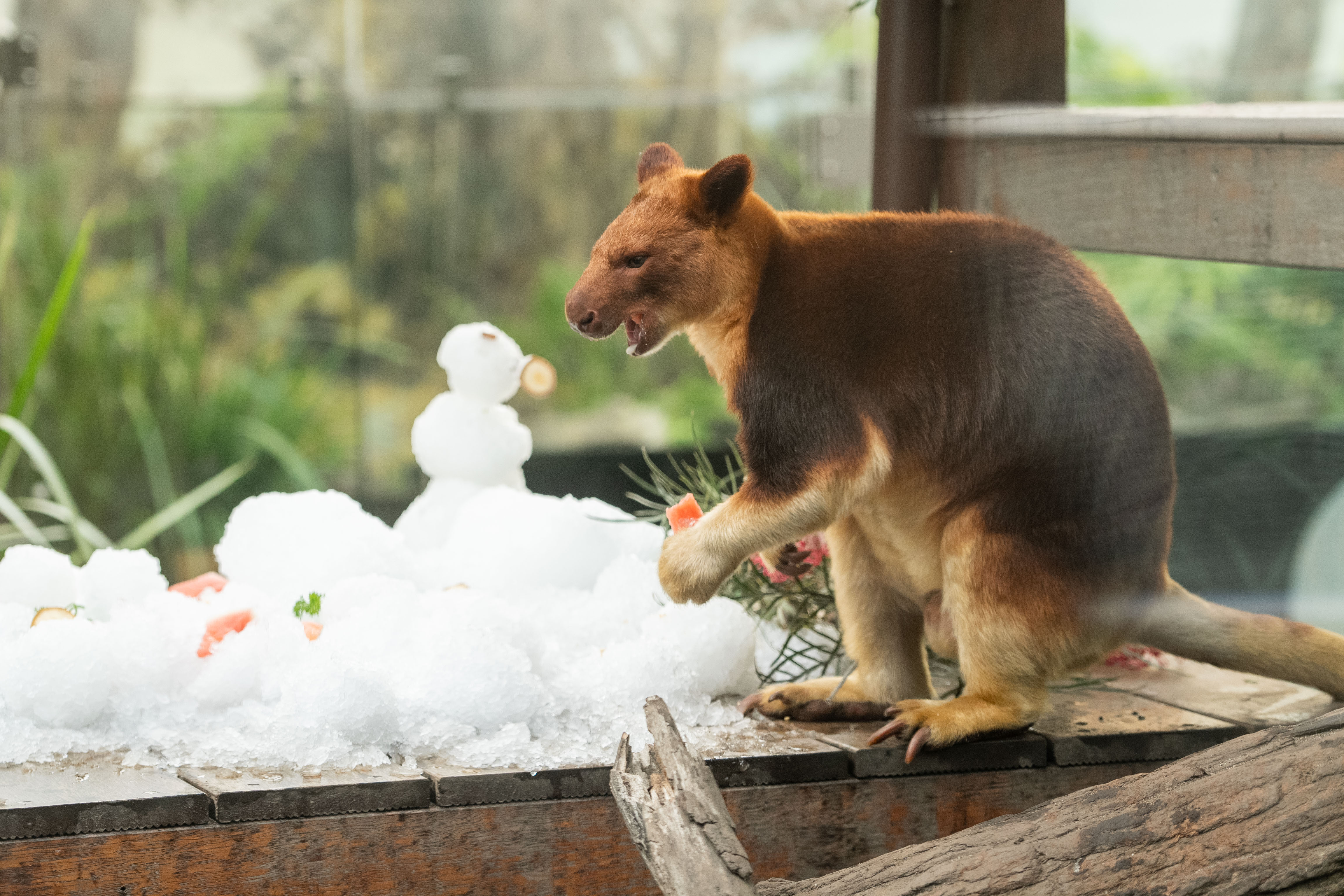 Kofi The Goodfellow's Tree Kangaroo 3 WILD LIFE Sydney Zoo Welcomes Winter