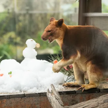 Kofi The Goodfellow's Tree Kangaroo 3 WILD LIFE Sydney Zoo Welcomes Winter