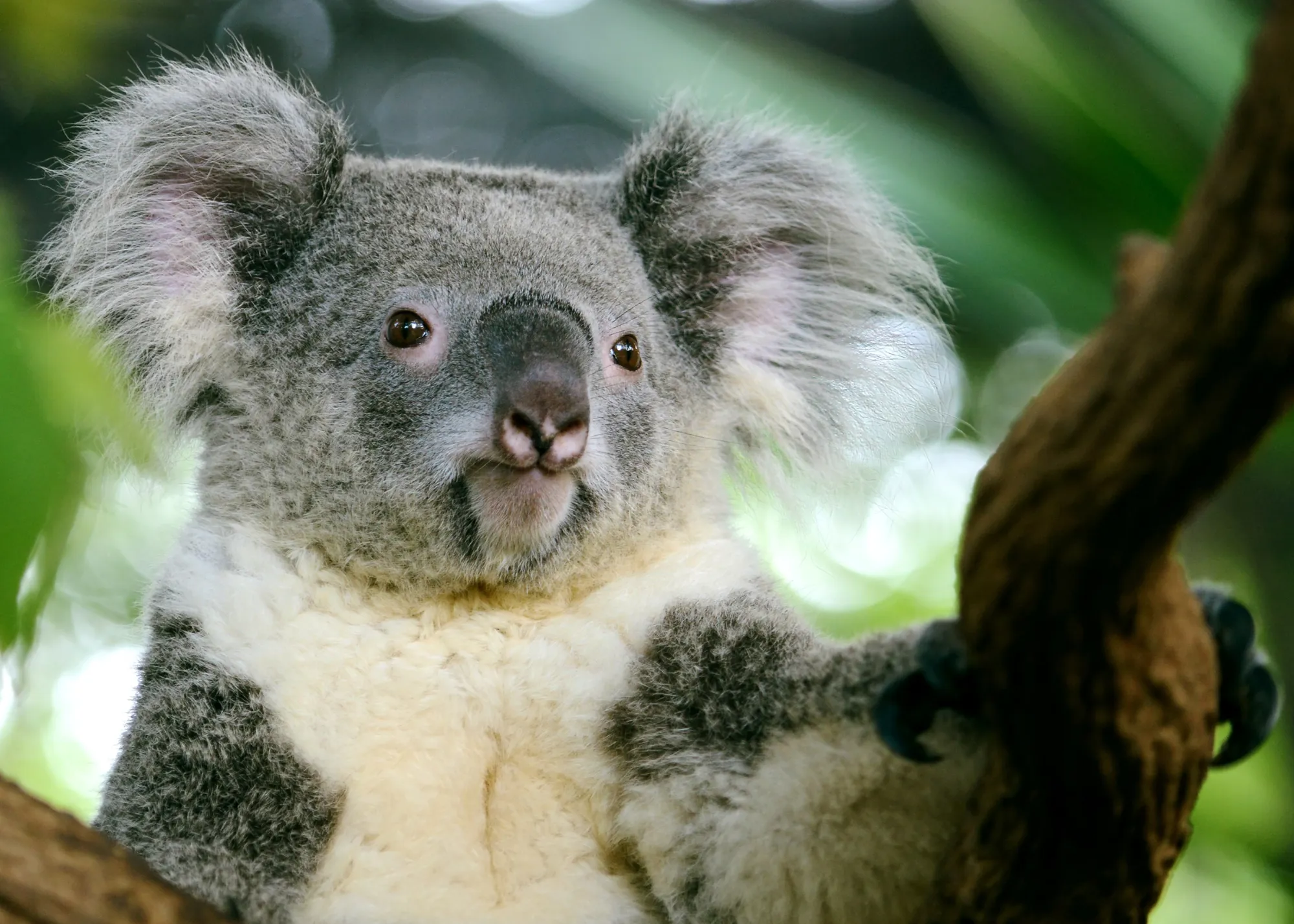 Koala At WILD LIFE Sydney Zoo 07
