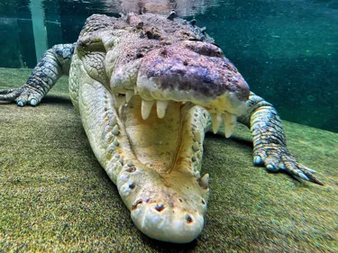 World Crocodile Day | WILD LIFE Sydney