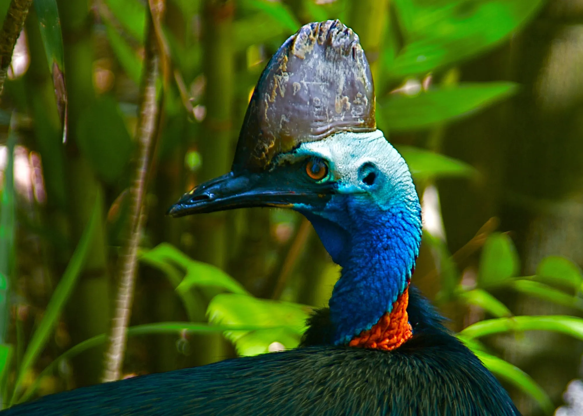 Southern Cassowary At WILD LIFE Sydney Zoo 04
