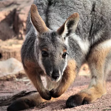Yellow Footed Rock Wallaby6