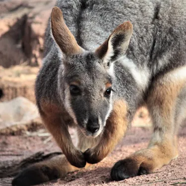 Yellow Footed Rock Wallaby6