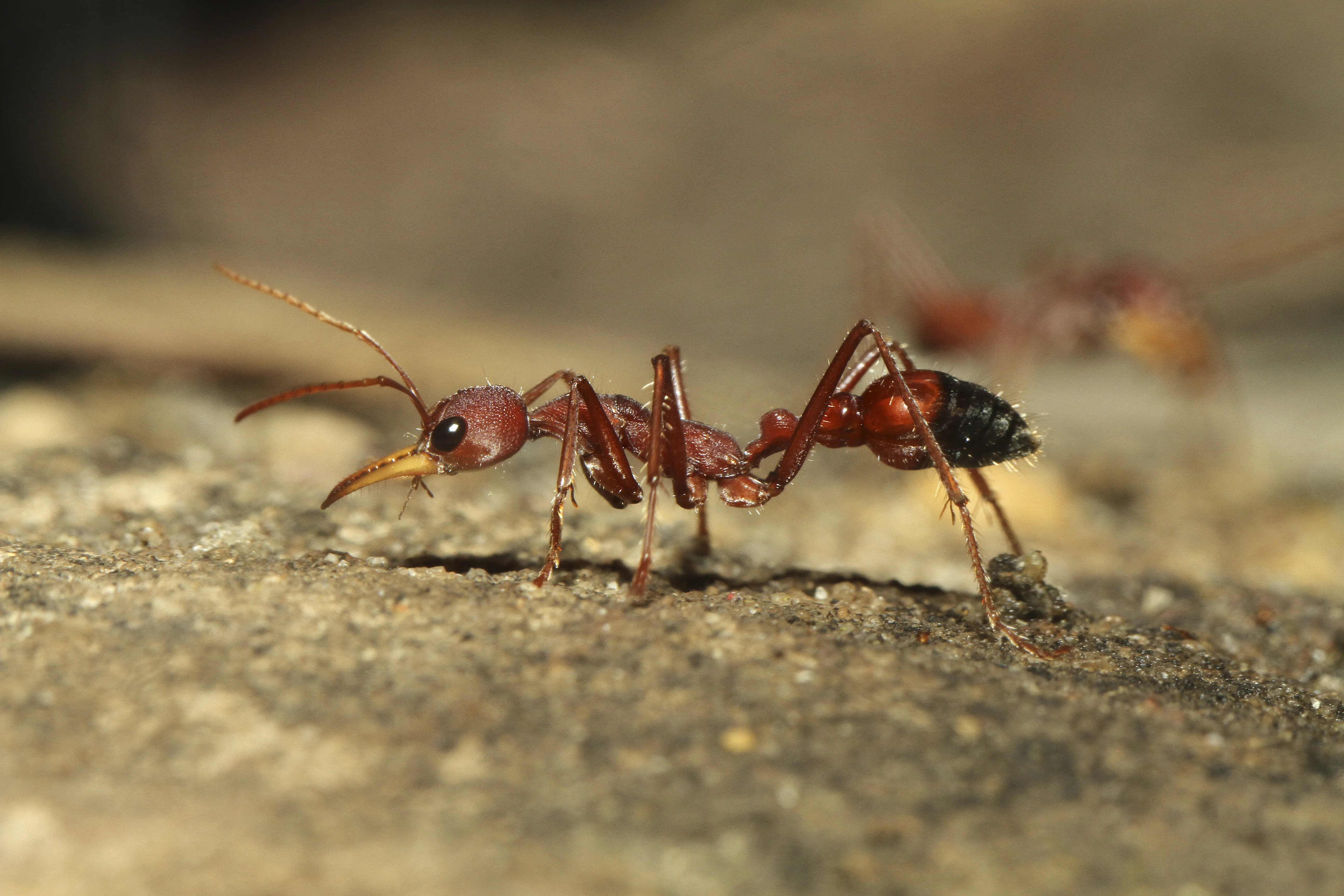 Bull Ant 4