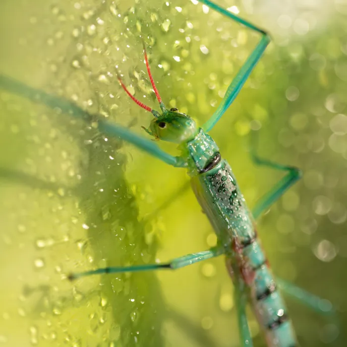 Bug Box | WILD LIFE Sydney Zoo
