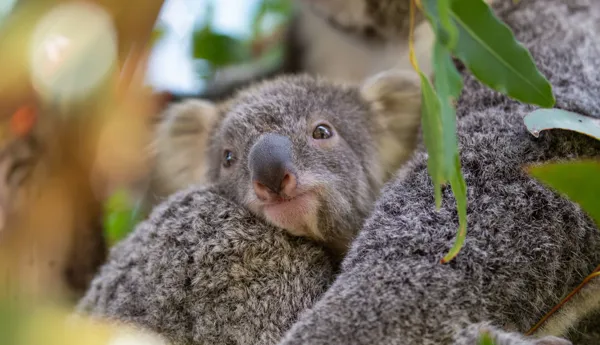 Koalajoey 5654 Benholgate