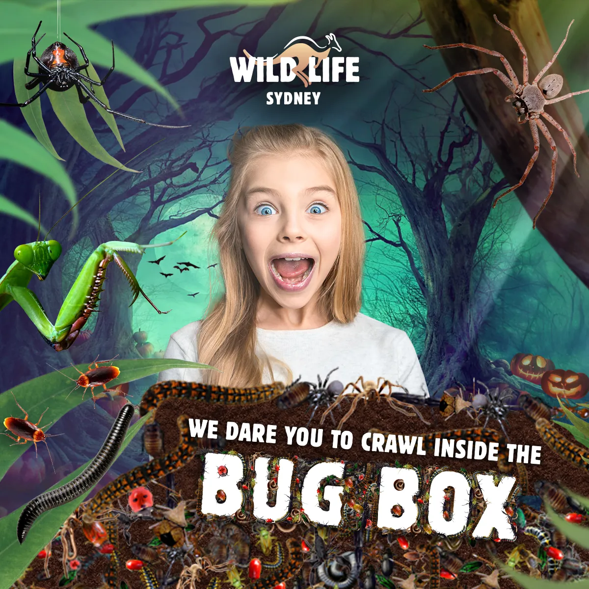 WLS Bugbox Squaremarketing 1200X1200