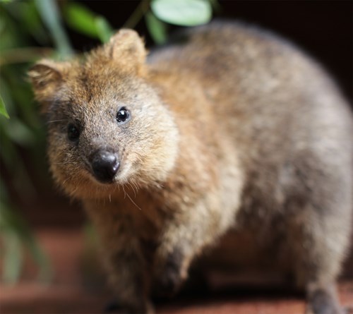 Meet Davey The Cute Smiling Quokka | WILD LIFE Sydney Zoo