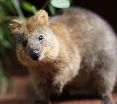 quokka