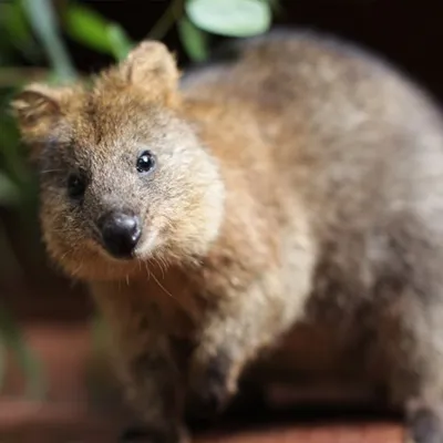 quokka