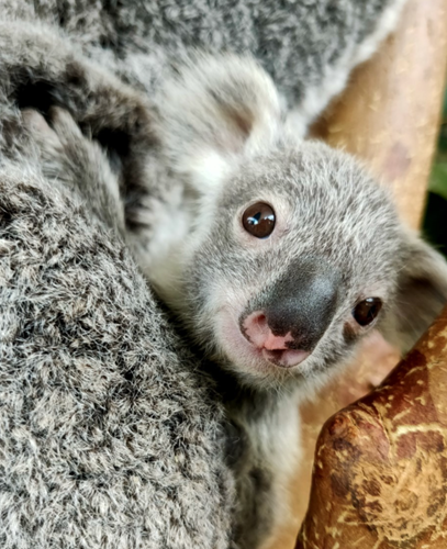 Koala-Joey-Close-Up