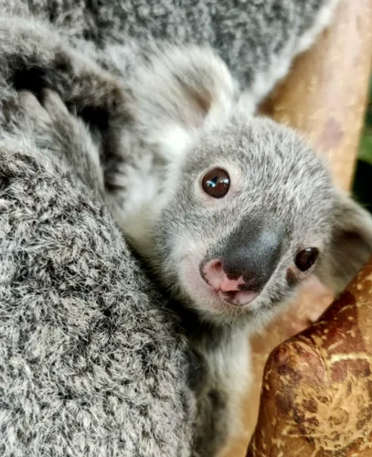 Koala-Joey-Close-Up