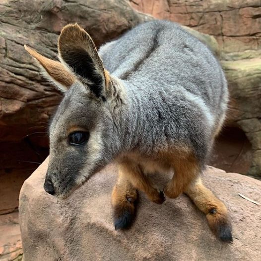 Yellow Footed Rock Wallaby5