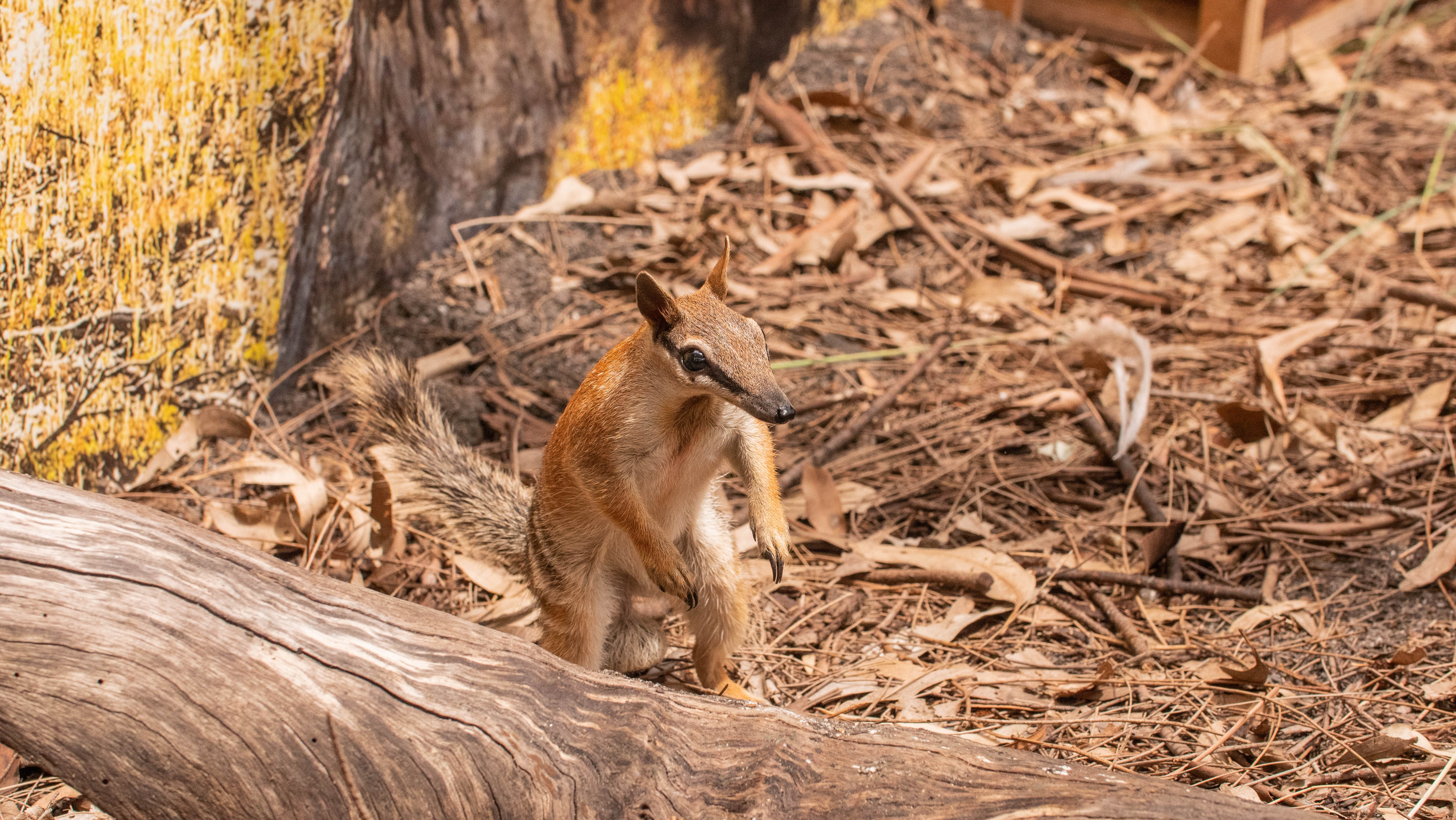 Frankie The Numbat Settling In At WILD LIFE Sydney Zoo 3