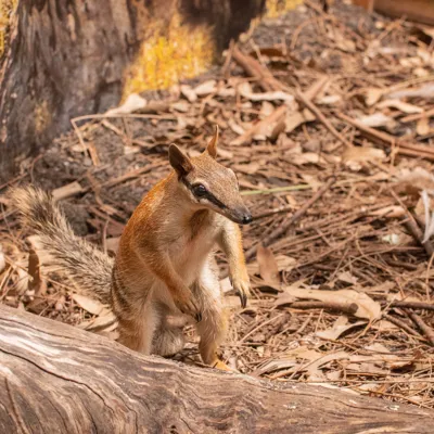 Frankie The Numbat Settling In At WILD LIFE Sydney Zoo 3