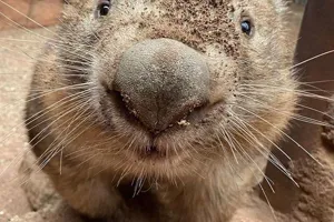 Ringo With Dirt On Nose