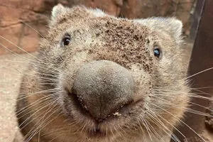 Ringo With Dirt On Nose