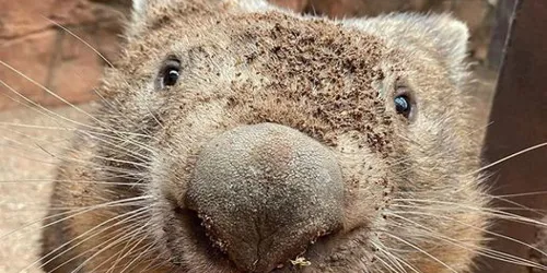 Ringo With Dirt On Nose