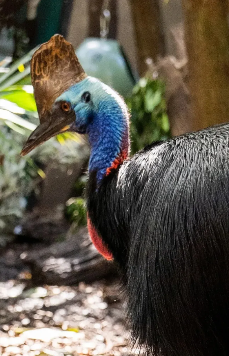 WLSZ Mobile Web Image Conservation At WILD LIFE Sydney Zoo Cassowary