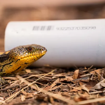 Blotched Blue Tongue Inspects Lizard Lounge (2) WILD LIFE Sydney Zoo