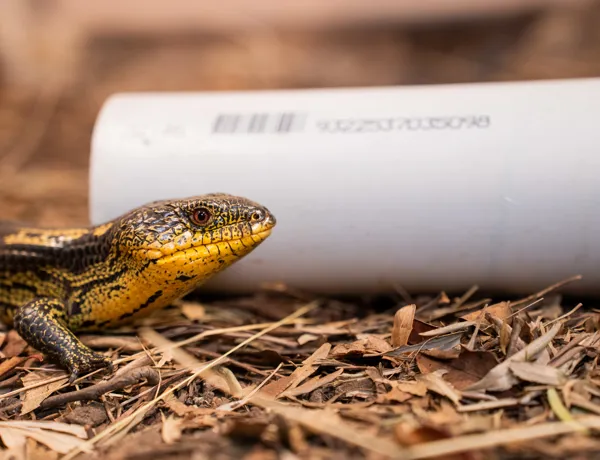 Blotched Blue Tongue Inspects Lizard Lounge (2) WILD LIFE Sydney Zoo