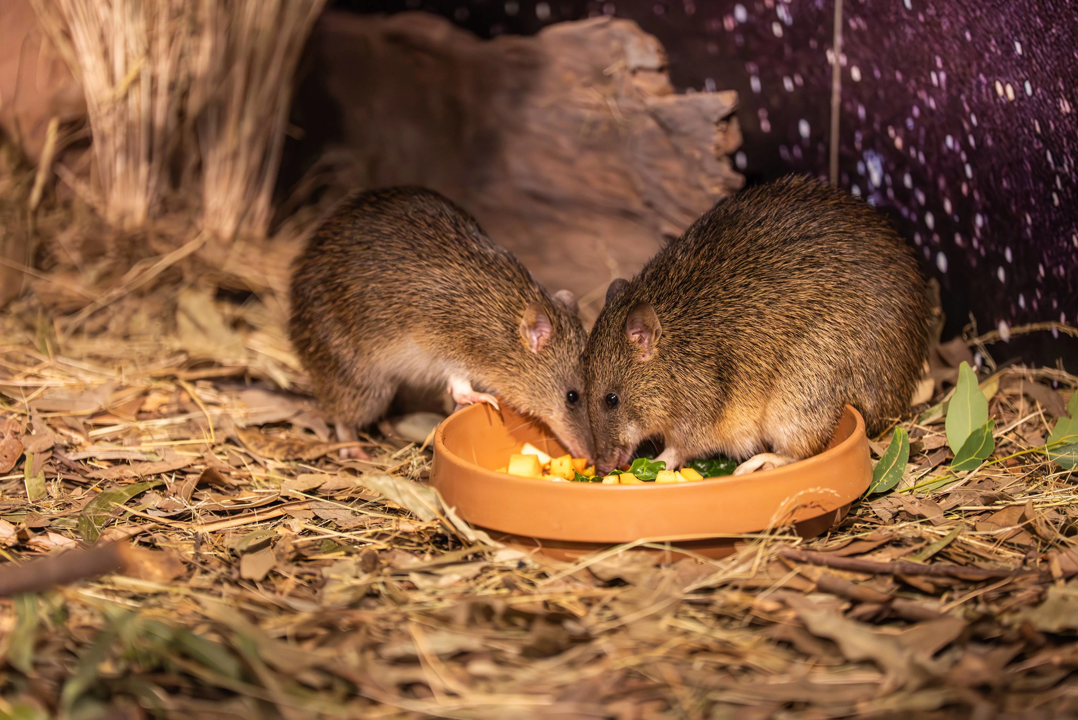 Bandicoot.Hazel.Andcrash.Eating.WILD.LIFE.Sydney (1)