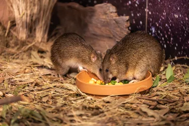 Bandicoot.Hazel.Andcrash.Eating.WILD.LIFE.Sydney (1)