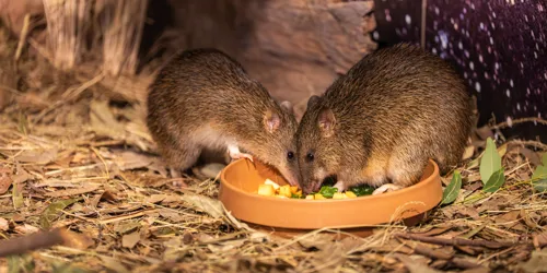 Bandicoot.Hazel.Andcrash.Eating.WILD.LIFE.Sydney (1)