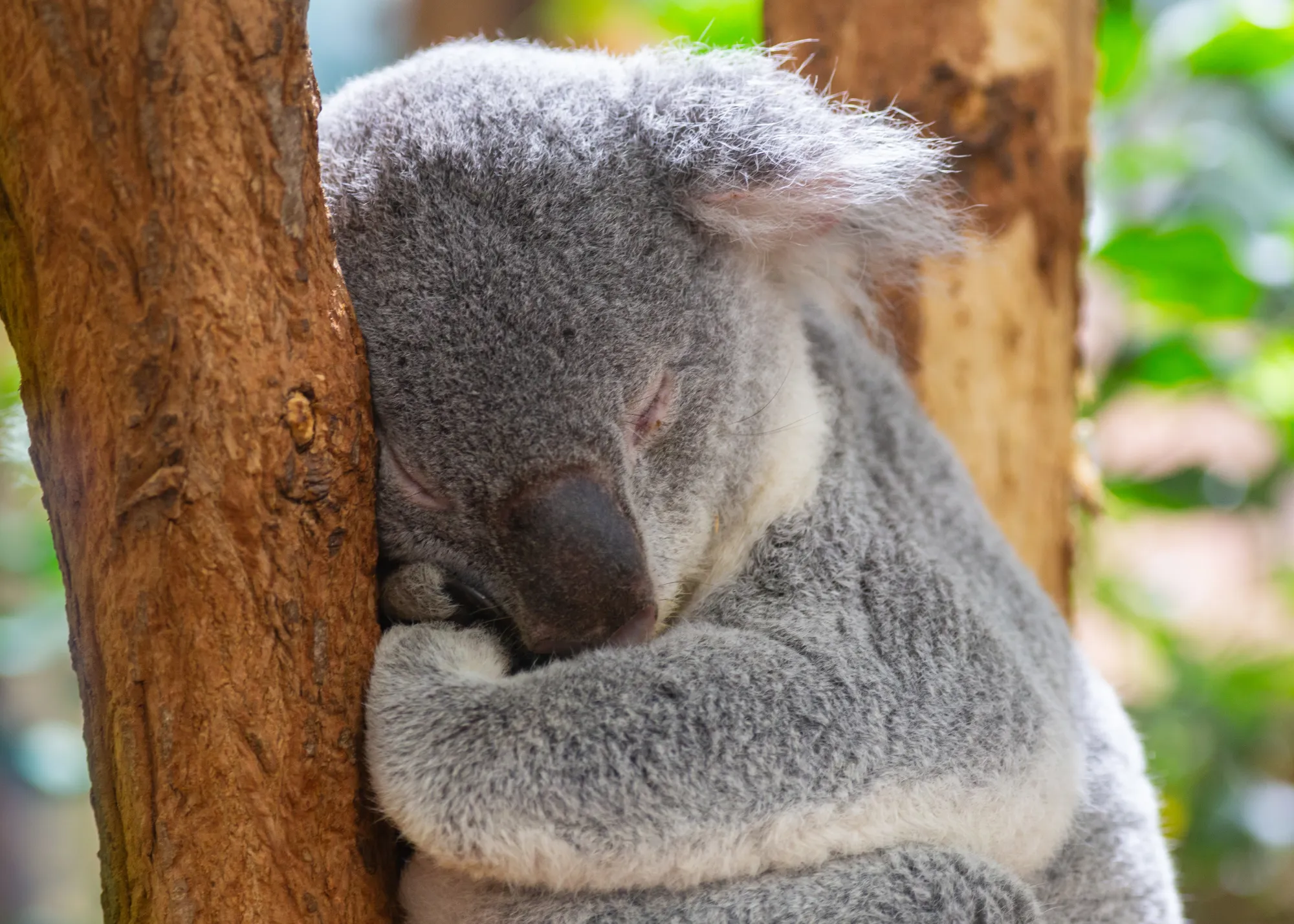 Koala WILD LIFE Sydney Zoo 04