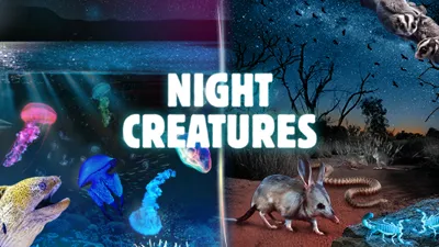 CLUSS Nightcreatures Decoy 600X300