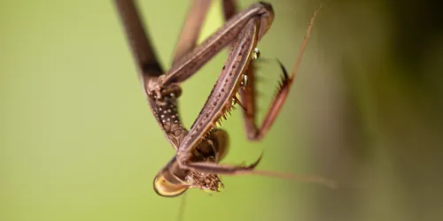 Monster Mantid 4