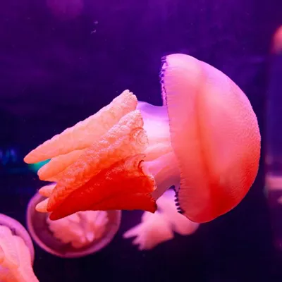 Jelly Blubbers