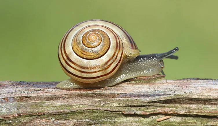 Bundaberg Banded Snail At WILD LIFE Sydney Zoo 01