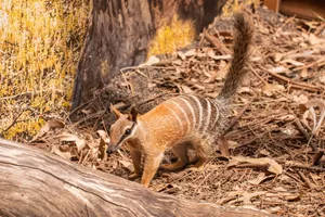Frankie The Numbat Settling In At WILD LIFE Sydney Zoo 2