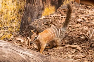 Frankie The Numbat Settling In At WILD LIFE Sydney Zoo 2