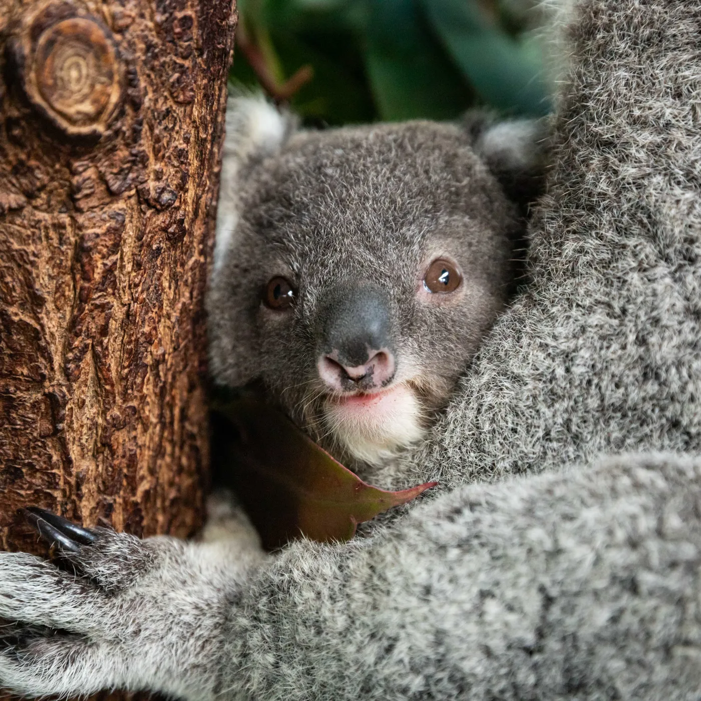 Koala in Eucalyptus Tree