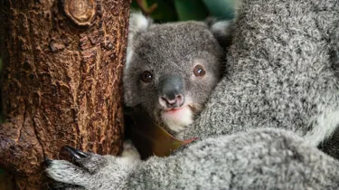 Koalajoeyparker Benholgate 5114