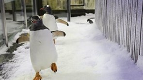 penguins waddling on ice