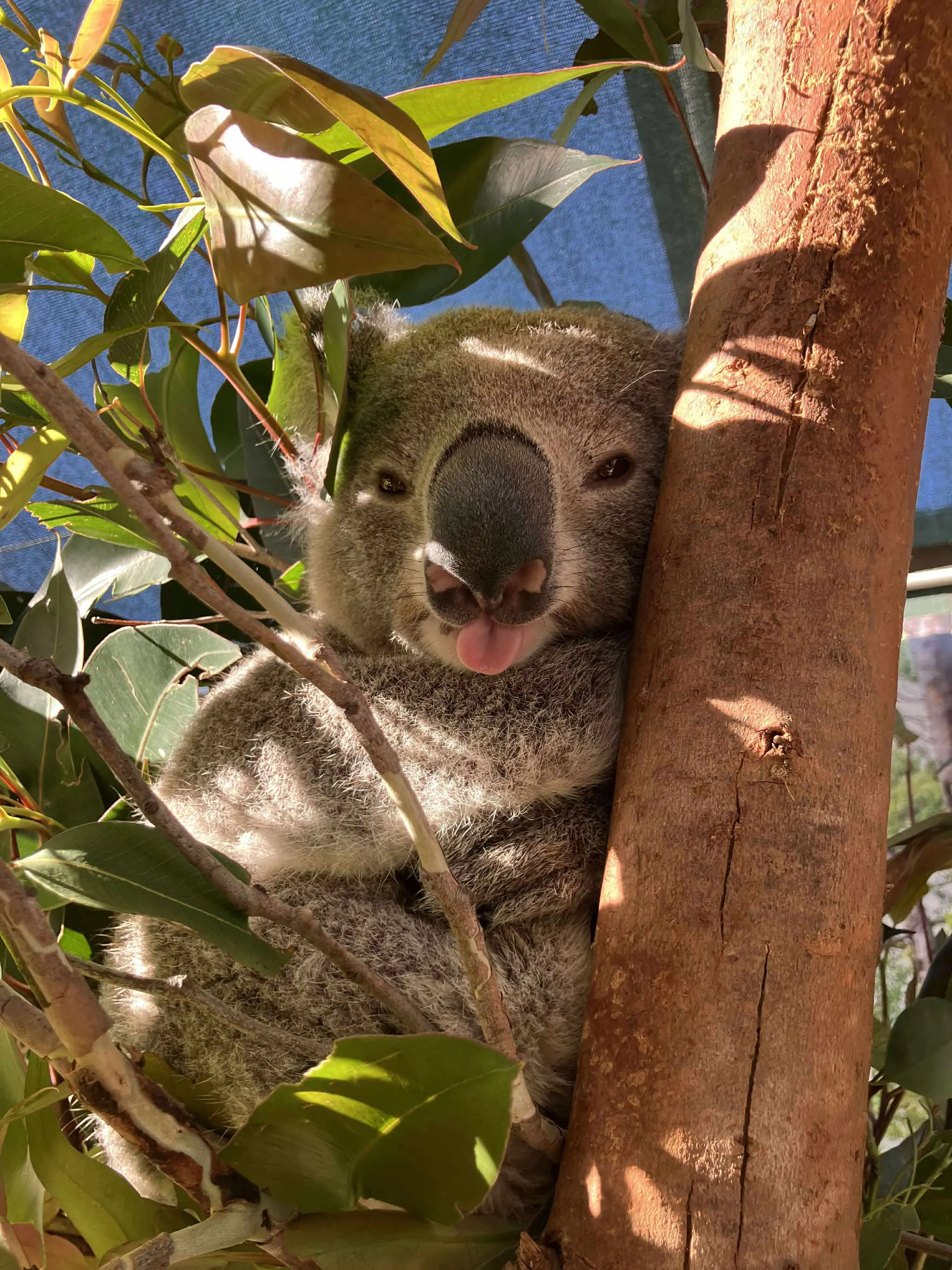 Boodjera Tongue Out