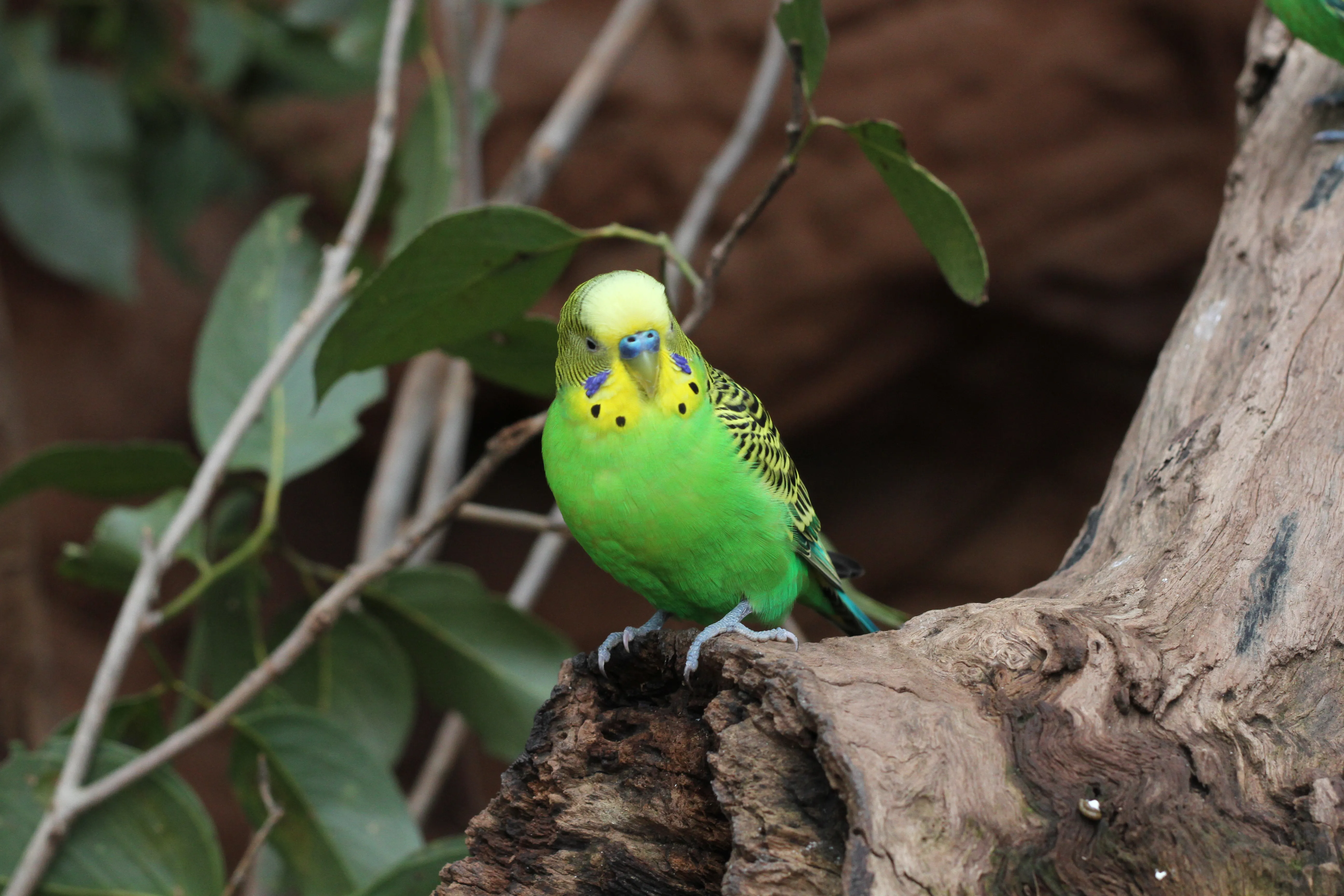 Budgerigar (1)