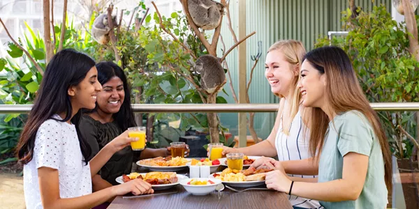 people having breakfast in front of koalas