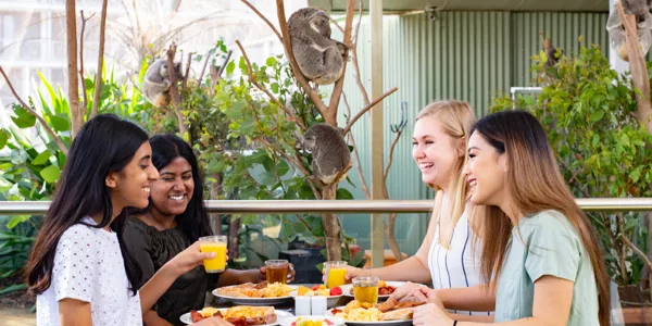 people having breakfast in front of koalas