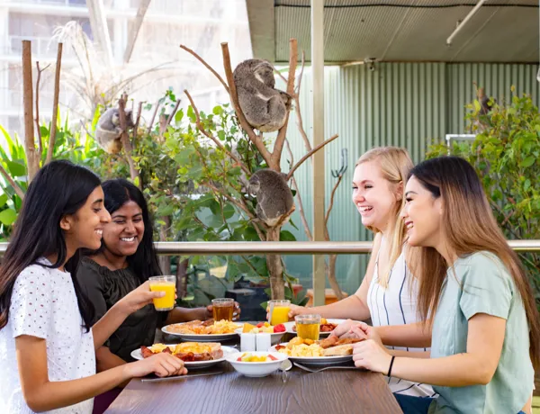 people having breakfast in front of koalas