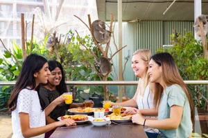 people having breakfast in front of koalas