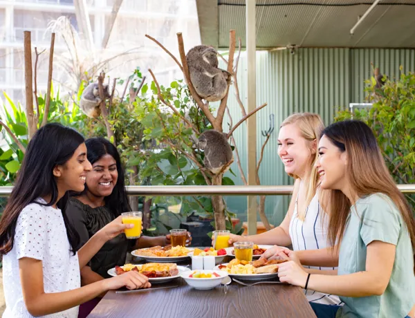 people having breakfast in front of koalas