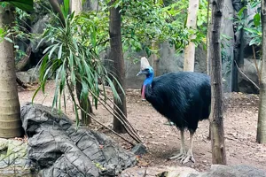 Cassowary4