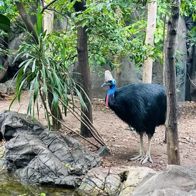 Cassowary4